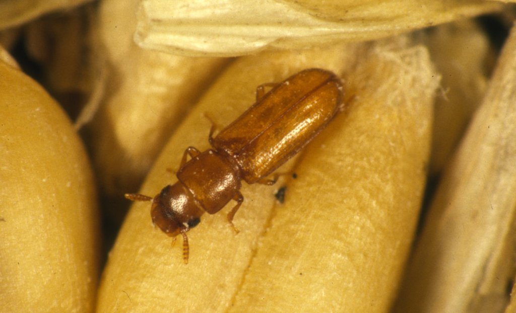 flour beetle pantry invaders