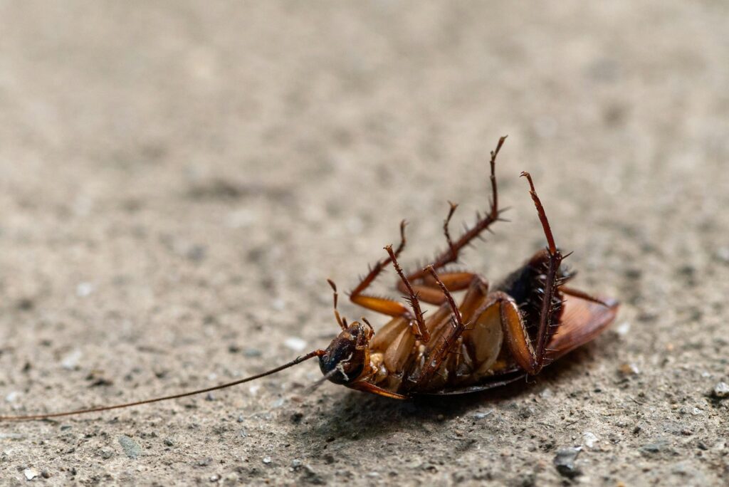 Conquer Your Cockroaches: Proven Ways to Eliminate Cockroaches in Avon, Ohio