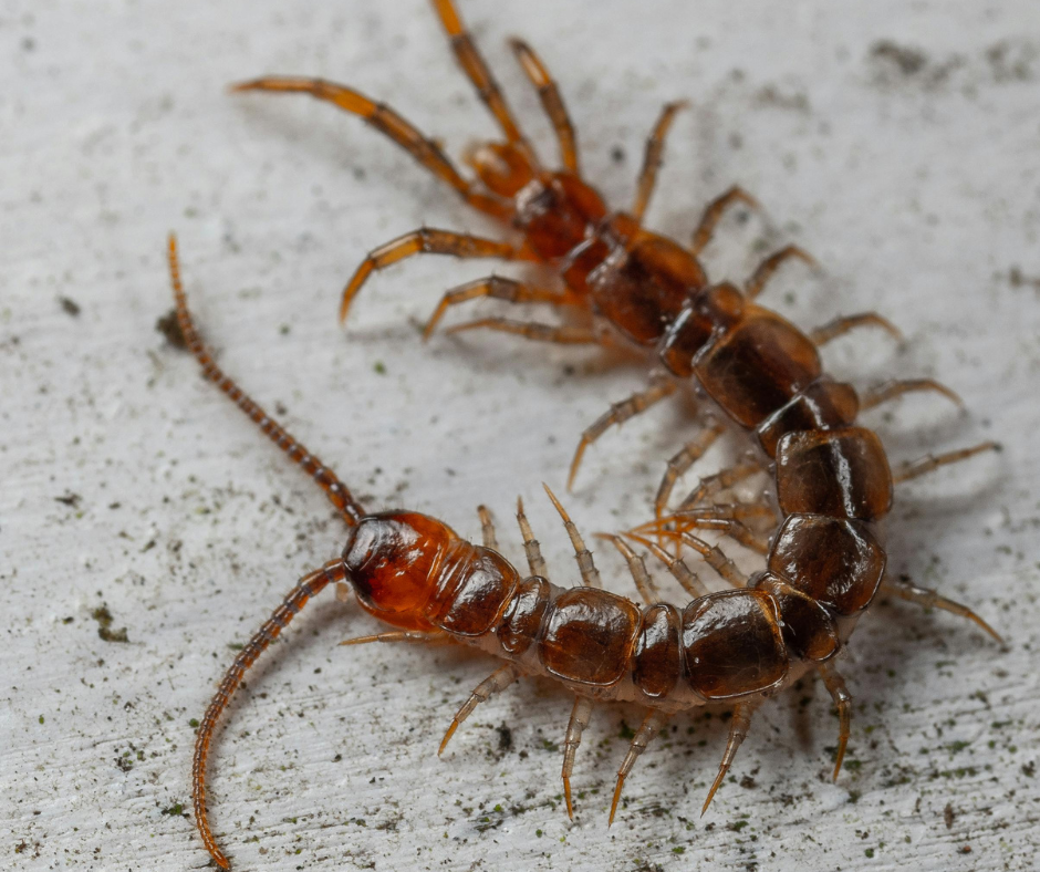 centipede control pest control avon