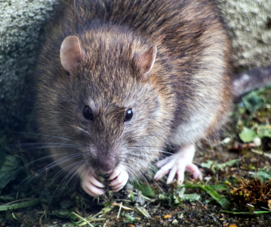 rat control pest control avon